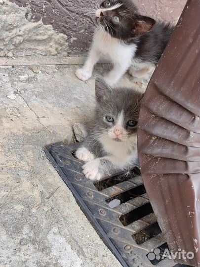 Котята ищут дом
