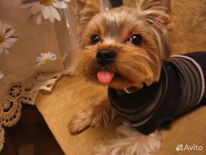 Молодой жених ищет невесту