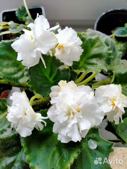 Комнатные цветы фиалки