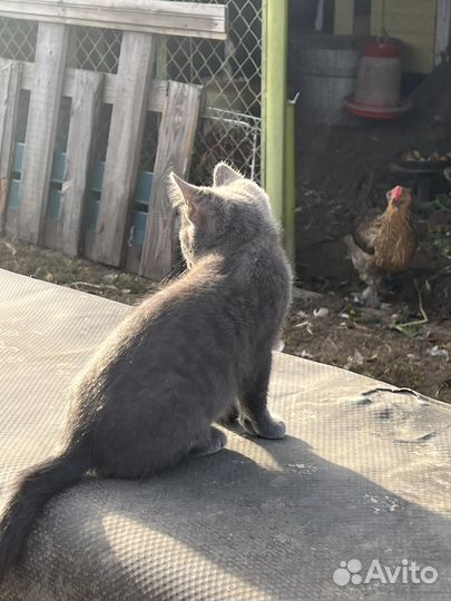 Котята в добрые руки даром