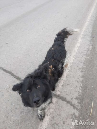 Собака дворняжка