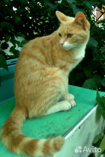Отдам котика в добрые руки