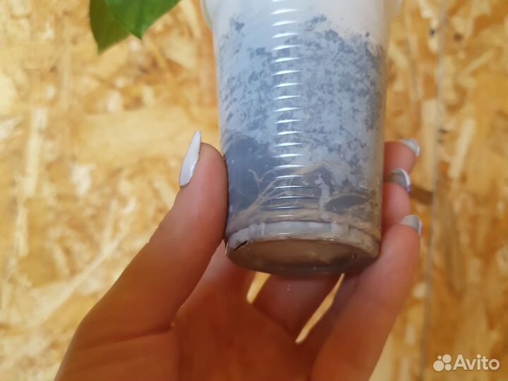 Клеродендрум Томпсона