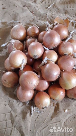 Лук репчатый