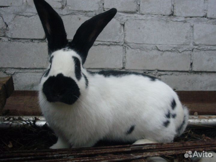 Кролики для разведения- Строкачи.и не только