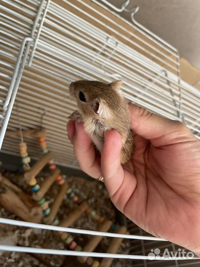 Монгольская песчанка мышки