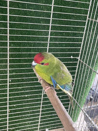 Попугай какарики