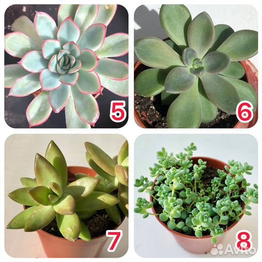 Суккуленты