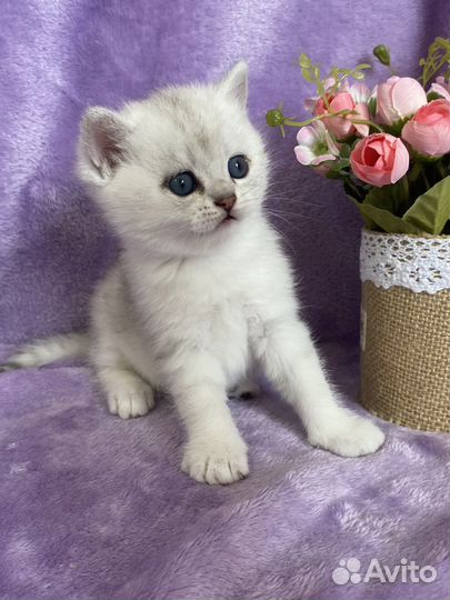 Серебристая девочка