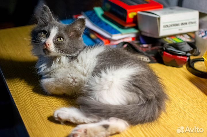 Котенок Зефир