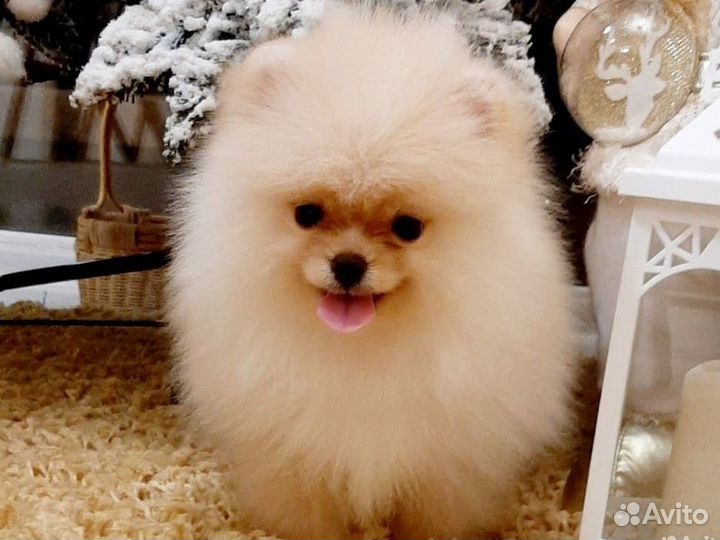 Микро девочка шпиц