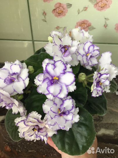 Детки сортовых фиалок