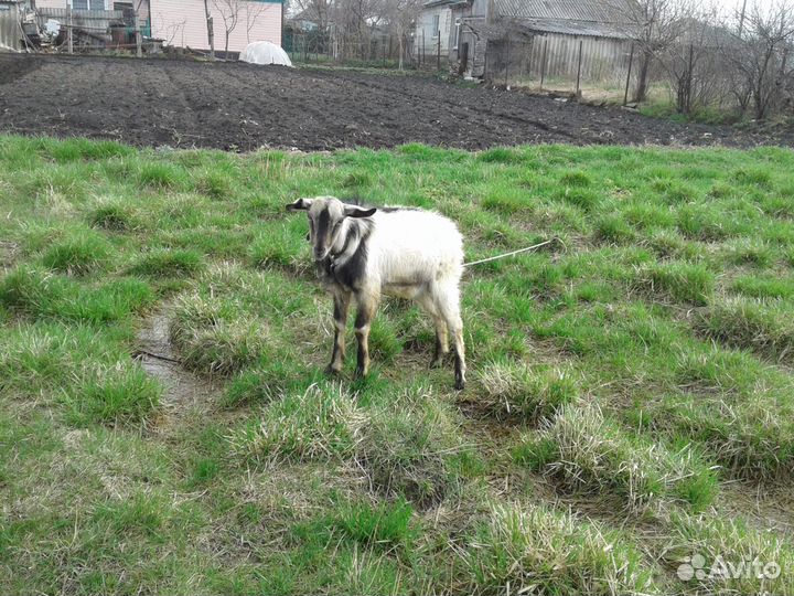Продается коза, козлята