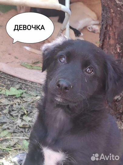 Собака в добрые руки отдам бесплатно