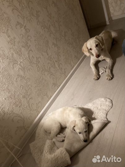 Красивая девочка