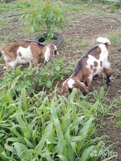 Англо Ноубийские козы