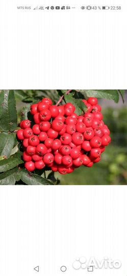 Рябина невежинская