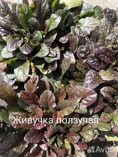 Растения неприхотливые.Возможен обмен