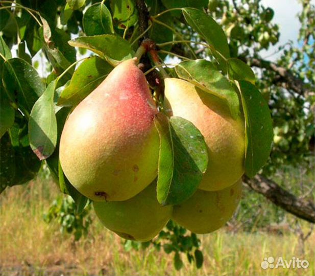 Груша Чижовская Лесная красавица