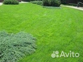 Мятликовый эко газон в рулонах