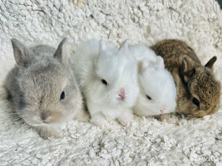 Карликовый кролик