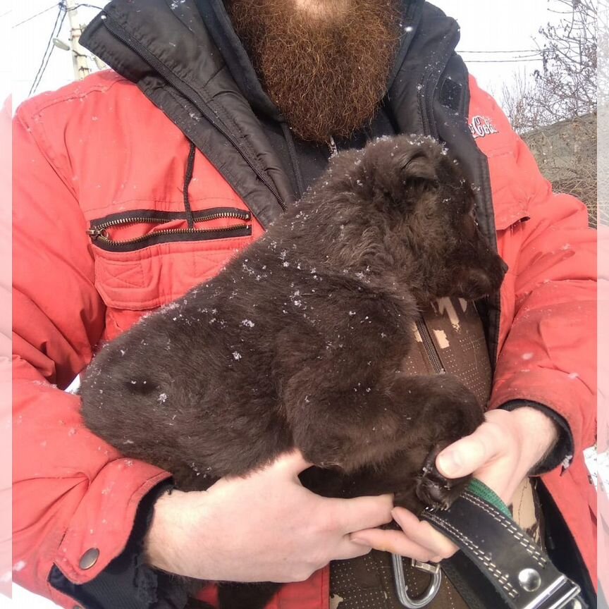 Щеночек в добрые руки