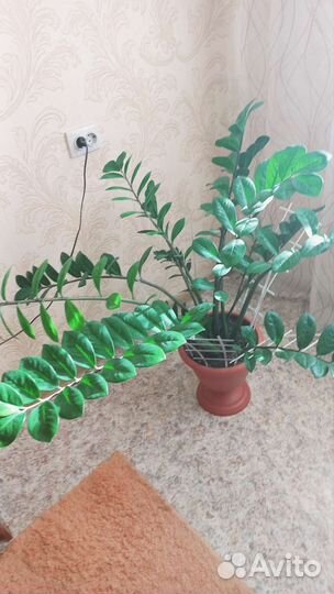 Замиокулькас