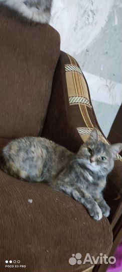 Кошки в добрые руки