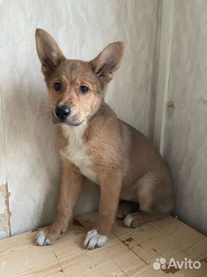 Щенок с мордочкой корги 3 мес в дар