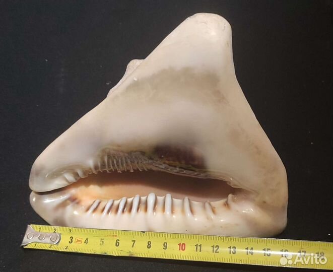 Ракушка раковина морская большая