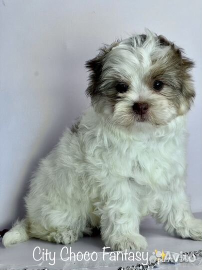 Шоколадный йорк девочка