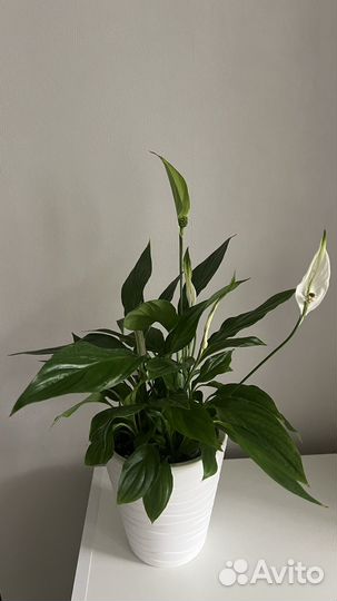 Спатифиллум