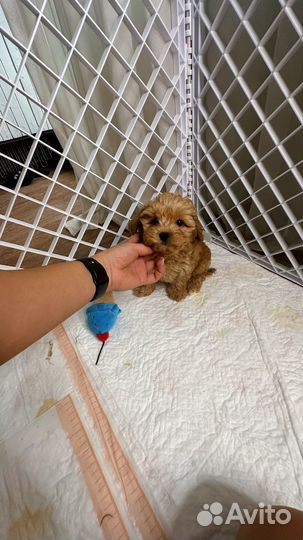 Мальтипу f1мини коричневая девочка, Москва