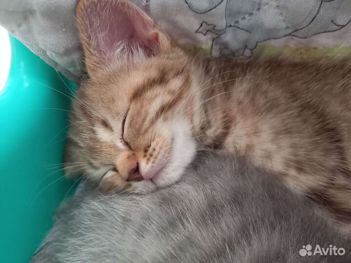 Британская кошка