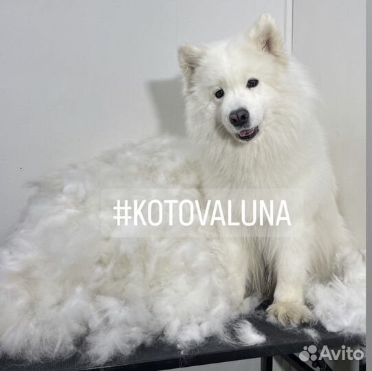 Породный груминг самоедских собак самоеды