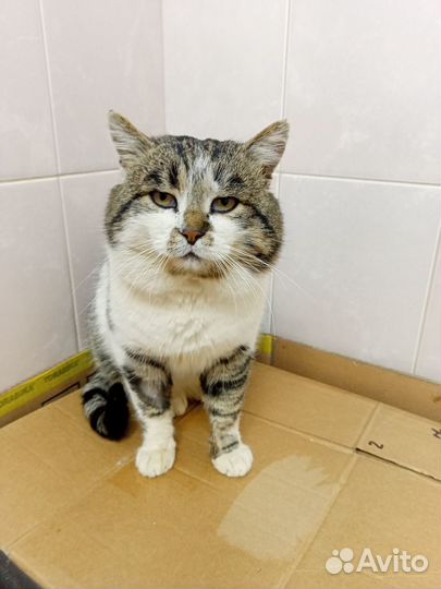 Котик Семён