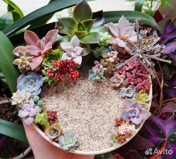 Композиции в подарок