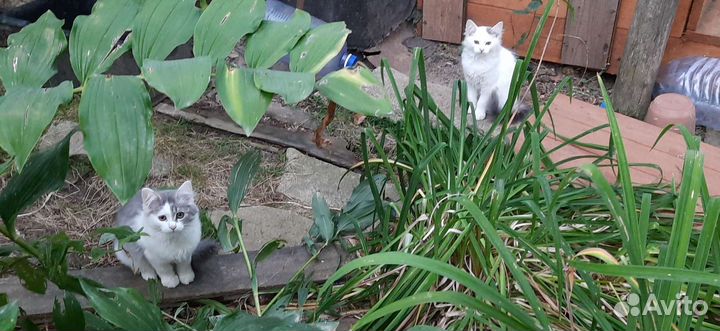 Воспитанные Котята Мышеловы :)