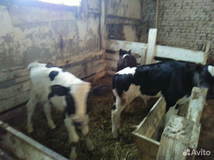 Бычки и телята