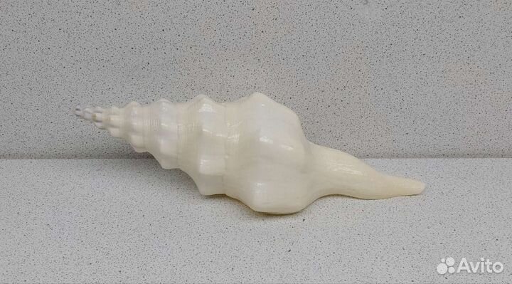 Фусинус Ундатус 17,5 морская ракушка раковина