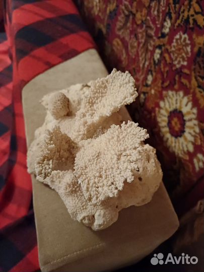 Коралл большой