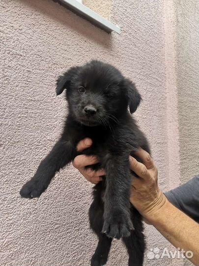 Домашние животные собаки щенки