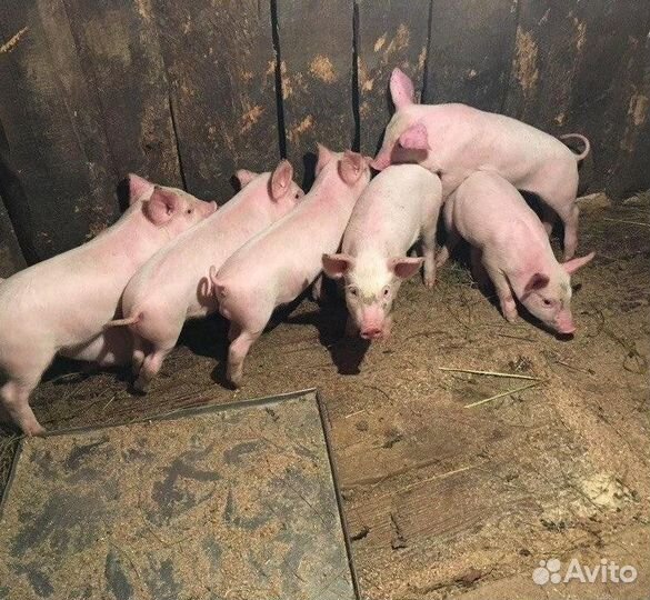 Поросята ландрасы