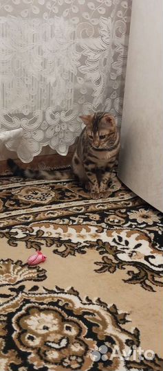 Продам бенгальского котёнка
