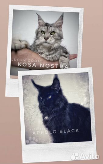 Кошечка мейн-кун питомник. бронирование