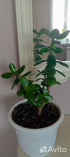 Толстянка (денежное дерево)