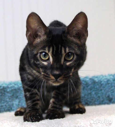 Бенгальские котята угольного окраса