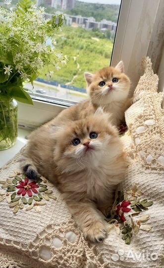 Золотые британцы