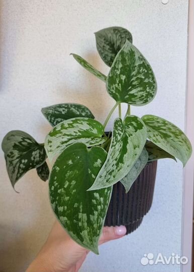 Эпипремнум/Сциндапсус разные