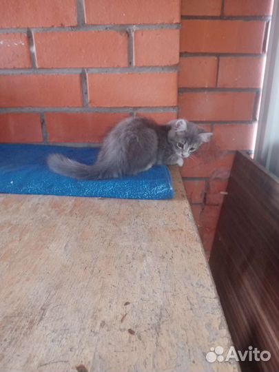 Кошка в дар